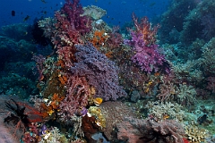 Raja Ampat 2016 - Corail - IMG_4462_rc